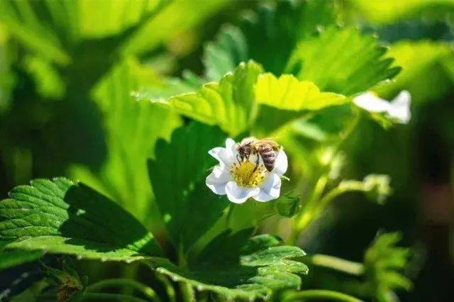 蜜蜂授粉.jpg 蜜蜂授粉.jpg