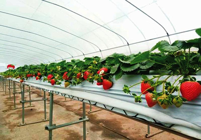 平面支架式栽培.jpg 平面支架式栽培.jpg