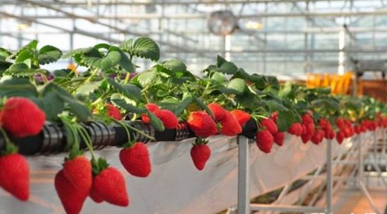 立體支架式栽培.jpg 立體支架式栽培.jpg