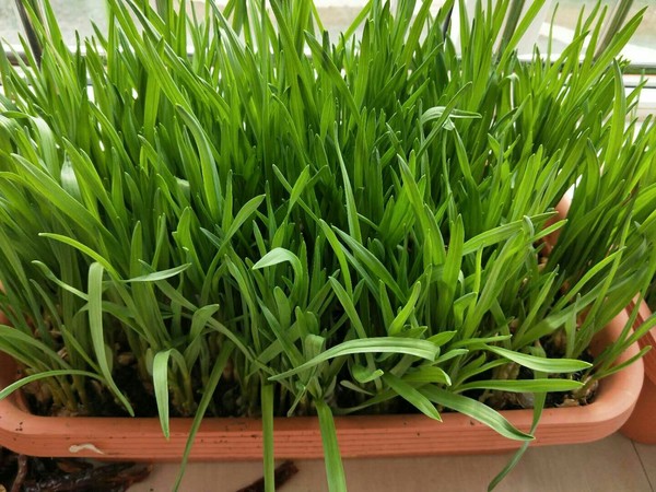 盆栽韭菜.jpg 盆栽韭菜.jpg