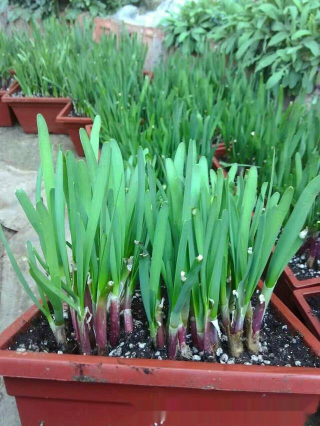 盆栽韭菜.jpg 盆栽韭菜.jpg