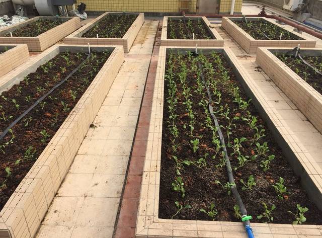 滴灌系統(tǒng).jpg 滴灌系統(tǒng).jpg