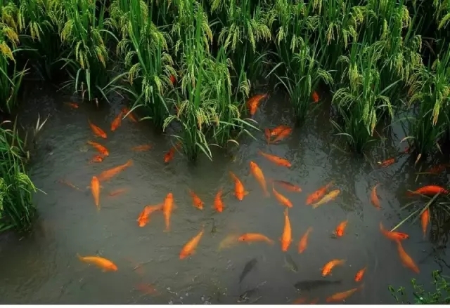 水生蔬菜系統(tǒng).jpg 水生蔬菜系統(tǒng).jpg