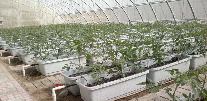 基質(zhì)培.jpg 基質(zhì)培.jpg