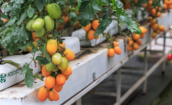 無土栽培番茄.jpg 無土栽培番茄.jpg