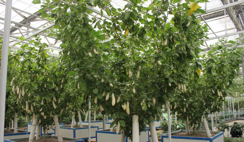 無土栽培茄子.jpg 無土栽培茄子.jpg