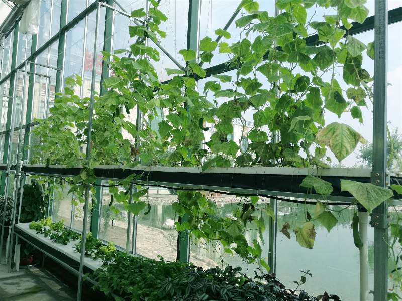 無土栽培黃瓜.jpg 無土栽培黃瓜.jpg