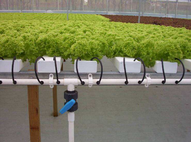 水培蔬菜.jpg 水培蔬菜.jpg