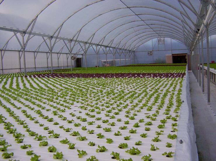 水培蔬菜.jpg 水培蔬菜.jpg