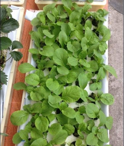 水培小白菜.jpg 水培小白菜.jpg