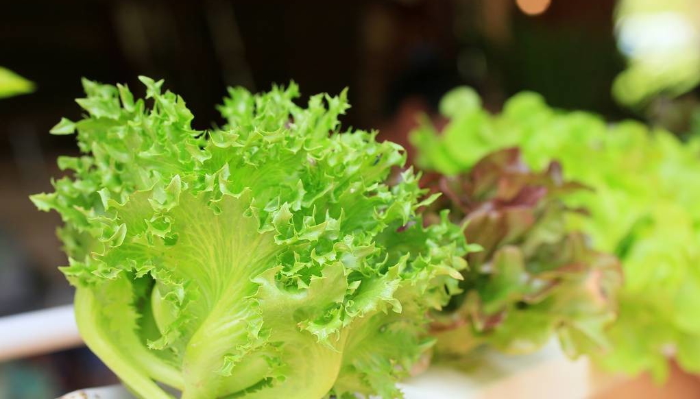 水培生菜.jpg 水培生菜.jpg