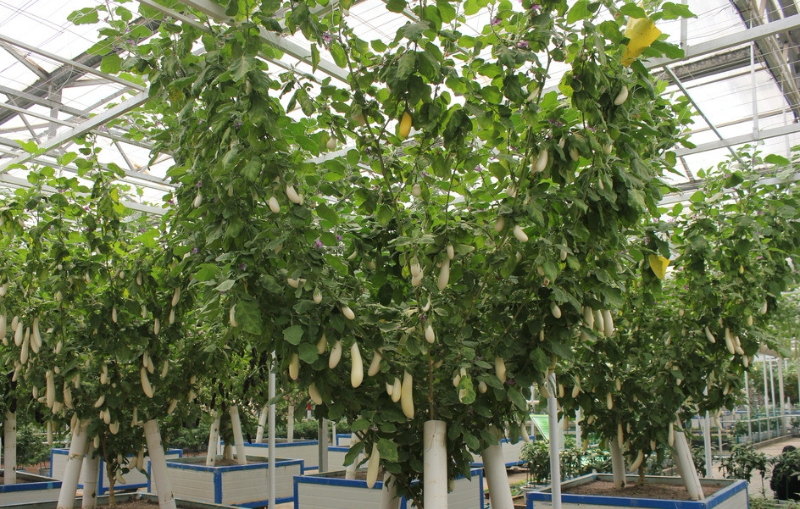 無土栽培茄子.jpg 無土栽培茄子.jpg