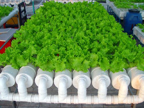 水培.jpg 水培.jpg