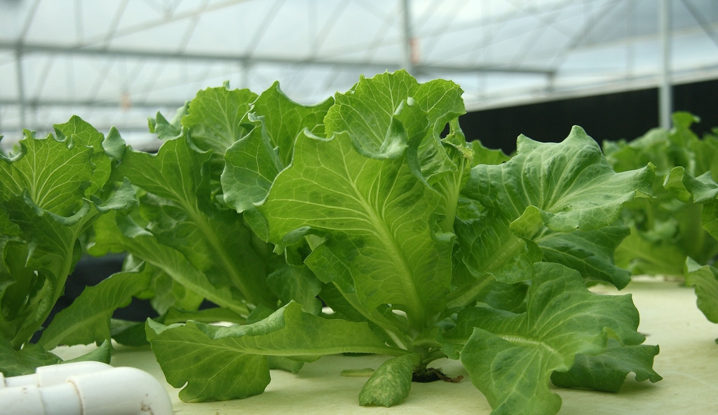 水培.jpg 水培.jpg