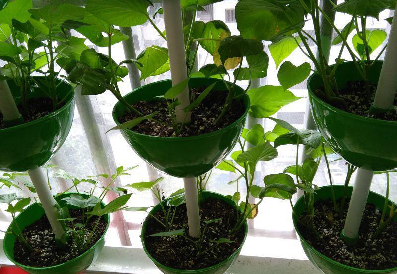 基質(zhì)栽培.jpg 基質(zhì)栽培.jpg