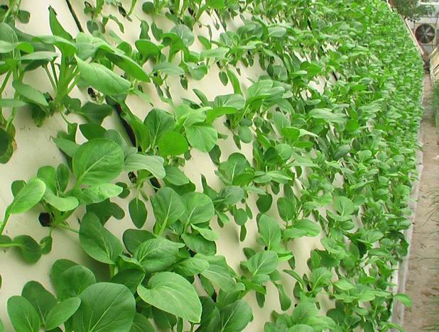 氣霧培.jpg 氣霧培.jpg