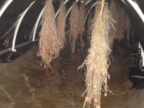 氣霧培.JPG 氣霧培.JPG