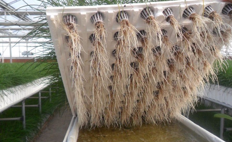 深夜槽栽培.jpg 深夜槽栽培.jpg