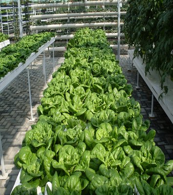 淺液流栽培.jpg 淺液流栽培.jpg