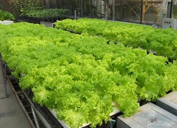 淺液流栽培.jpg 淺液流栽培.jpg