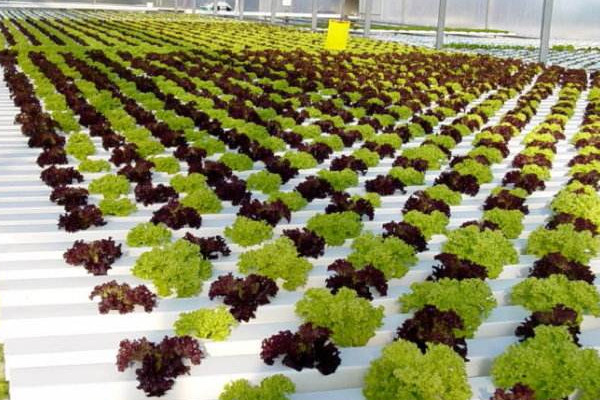 浮板水培技術(shù).jpg 浮板水培技術(shù).jpg