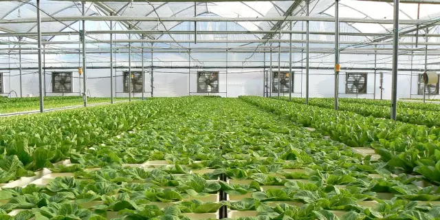 浮板水培技術(shù).png 浮板水培技術(shù).png