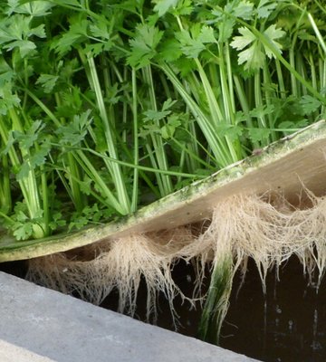 漂浮培.jpg 漂浮培.jpg