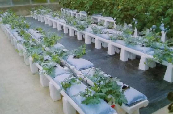 椰糠栽培.jpg 椰糠栽培.jpg