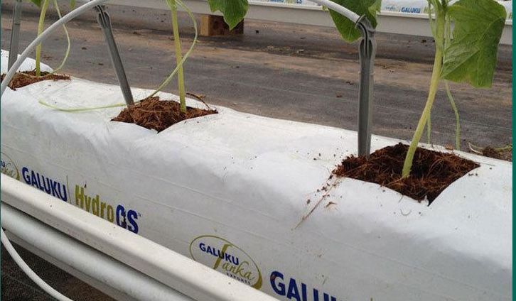 袋式椰糠栽培.jpg 袋式椰糠栽培.jpg