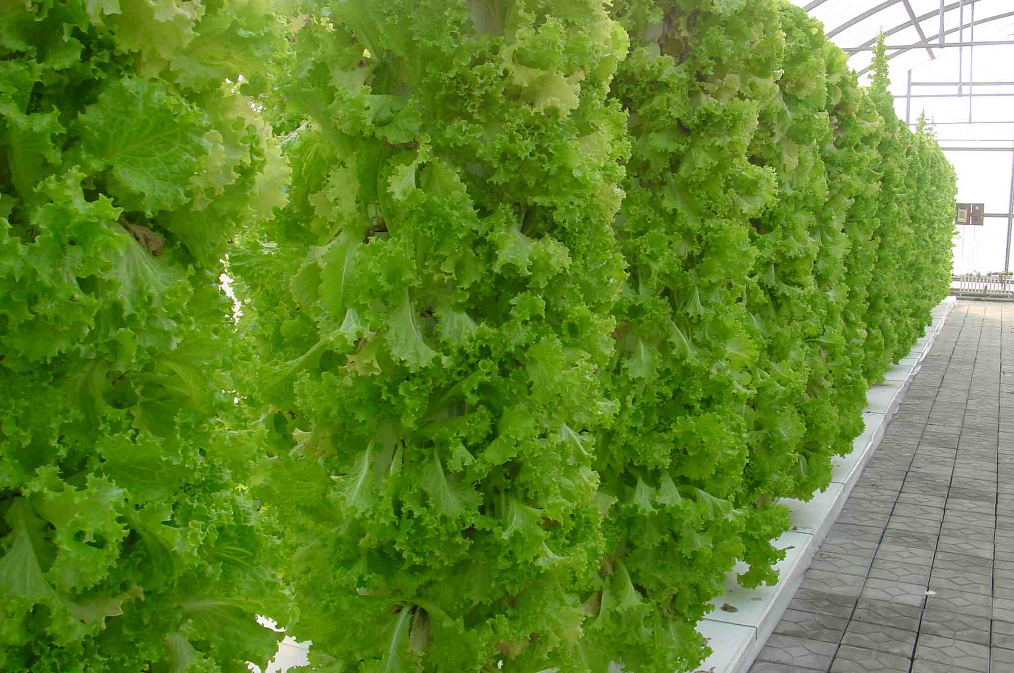 立柱栽培.jpg 立柱栽培.jpg