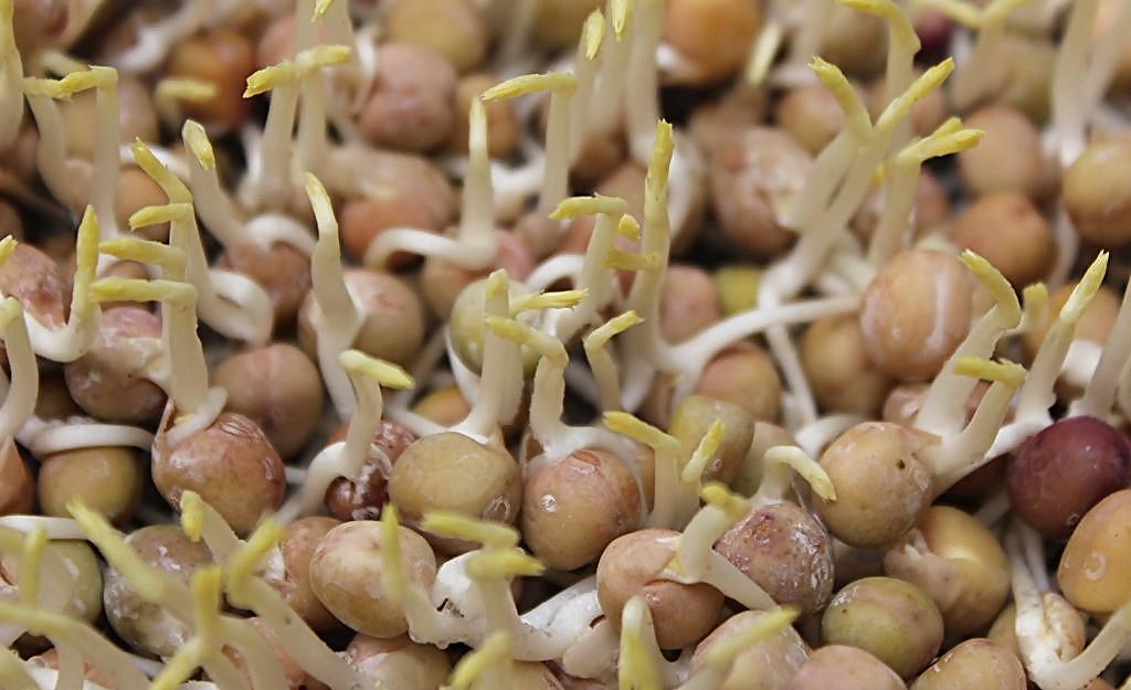 豌豆芽.jpg 豌豆芽.jpg