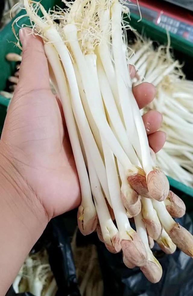 花生芽.jpg 花生芽.jpg