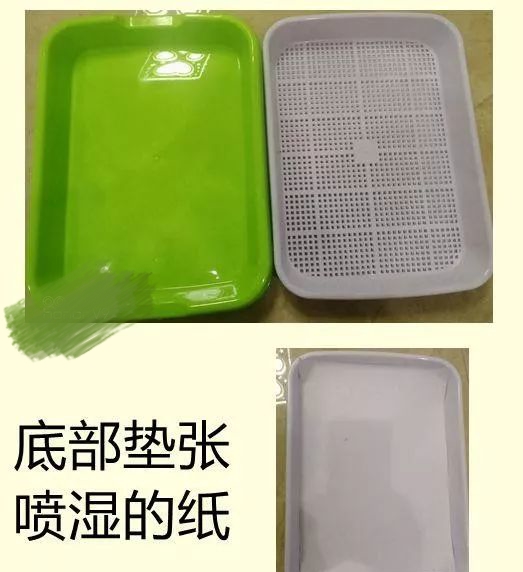 芽苗菜盆.jpg 芽苗菜盆.jpg