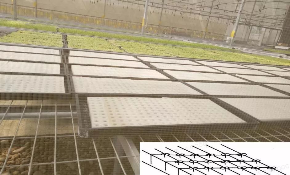 聚氨酯泡沫小方塊育苗.jpg 聚氨酯泡沫小方塊育苗.jpg