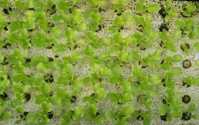 深水漂浮育苗.jpg 深水漂浮育苗.jpg