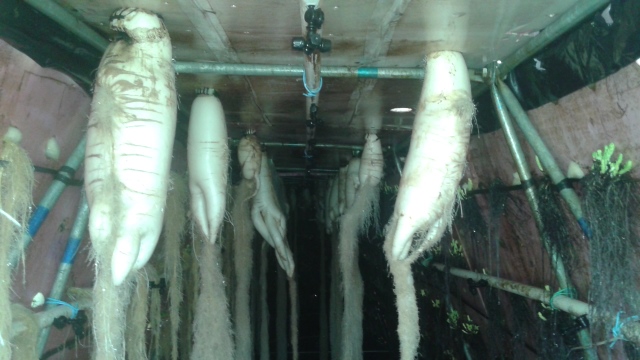 霧培.jpg 霧培.jpg