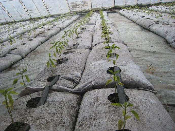 基質(zhì)栽培.jpg 基質(zhì)栽培.jpg