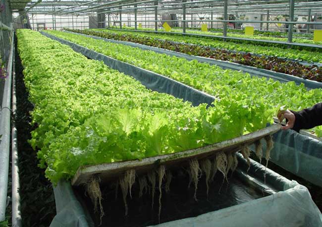 水培.jpg 水培.jpg