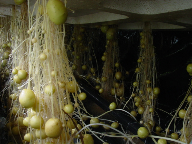 氣霧培.jpg 氣霧培.jpg