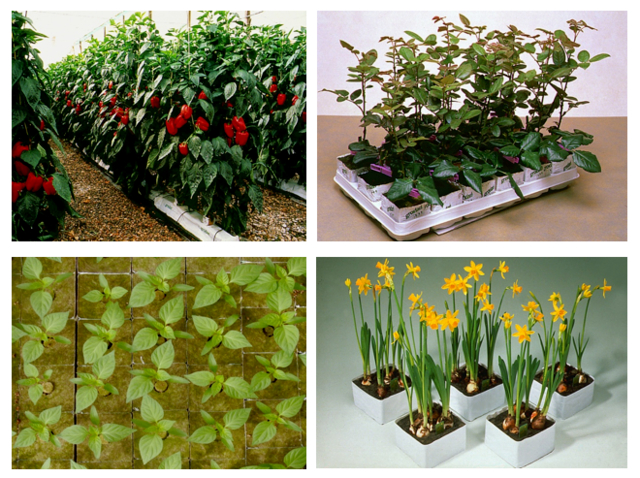 巖棉栽培.jpg 巖棉栽培.jpg