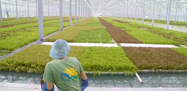 浮板毛管栽培技術(shù).jpg 浮板毛管栽培技術(shù).jpg