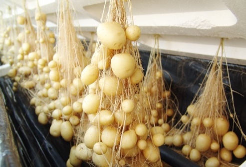 無土栽培氣霧培