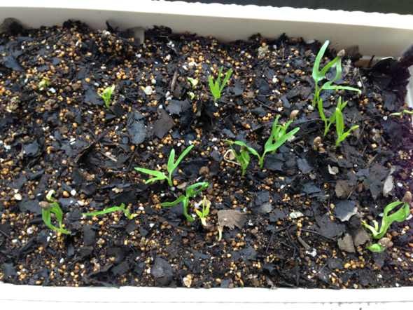 無土栽培育苗 無土栽培育苗