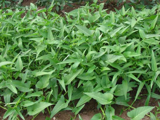 空心菜定植.jpg 空心菜定植.jpg