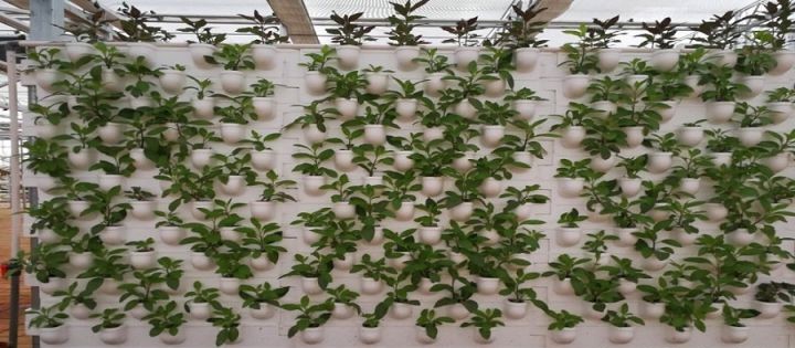 葉菜墻體基質(zhì)栽培.jpg 葉菜墻體基質(zhì)栽培.jpg