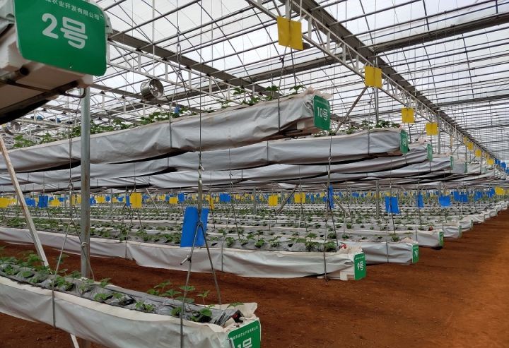 草莓空中椰糠基質(zhì)栽培.jpg 草莓空中椰糠基質(zhì)栽培.jpg