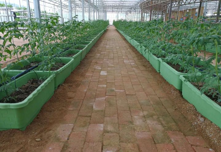 西紅柿槽式基質(zhì)栽培.jpg 西紅柿槽式基質(zhì)栽培.jpg
