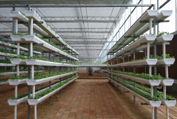 U型槽葉菜立體基質(zhì)栽培.jpg U型槽葉菜立體基質(zhì)栽培.jpg