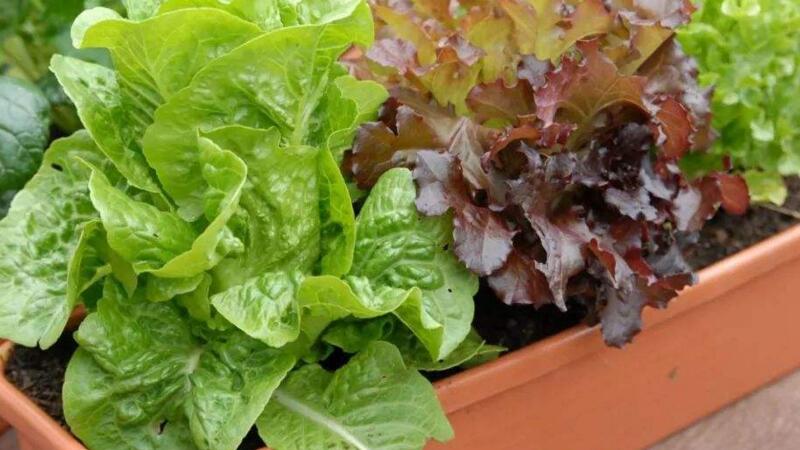 生菜基質(zhì)栽培.jpg 生菜基質(zhì)栽培.jpg