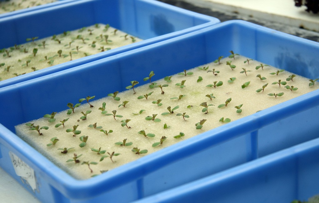 水培育苗.jpg 水培育苗.jpg